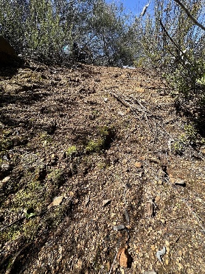  ( - FDS-CA-01568)  @11 [ ] c (2024) Rudy Diaz Fungal Diversity Survey