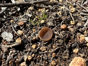  ( - FDS-CA-01580)  @11 [ ] c (2024) Rudy Diaz Fungal Diversity Survey