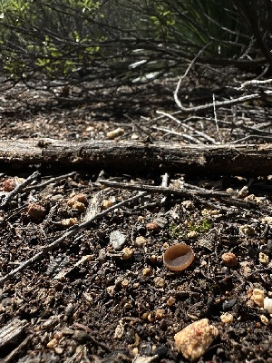  ( - FDS-CA-01580)  @11 [ ] c (2024) Rudy Diaz Fungal Diversity Survey