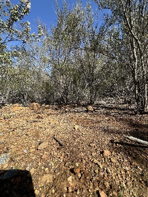 ( - FDS-CA-01588)  @11 [ ] c (2024) Rudy Diaz Fungal Diversity Survey