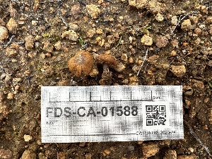  ( - FDS-CA-01588)  @11 [ ] c (2024) Rudy Diaz Fungal Diversity Survey