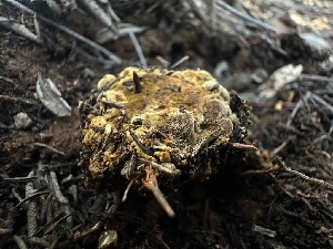  ( - FDS-CA-01587)  @11 [ ] c (2024) Rudy Diaz Fungal Diversity Survey