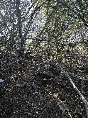  ( - FDS-CA-01587)  @11 [ ] c (2024) Rudy Diaz Fungal Diversity Survey