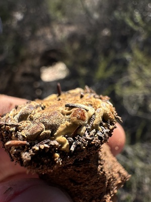  ( - FDS-CA-01587)  @11 [ ] c (2024) Rudy Diaz Fungal Diversity Survey