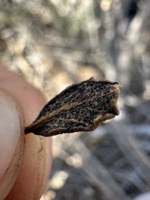  (Botryosphaeriales - FDS-CA-01589)  @11 [ ] c (2024) Rudy Diaz Fungal Diversity Survey