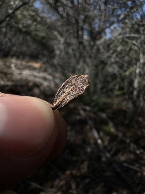  ( - FDS-CA-01589)  @11 [ ] c (2024) Rudy Diaz Fungal Diversity Survey