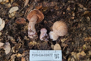  (Cortinarius sp. CA48 - FDS-CA-03477)  @11 [ ] by-nc (2024) Fresno Mycology Society Fungal Diversity Survey