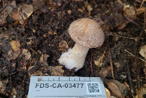  ( - FDS-CA-03477)  @11 [ ] by-nc (2024) Fresno Mycology Society Fungal Diversity Survey