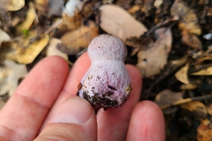  ( - FDS-CA-03477)  @11 [ ] by-nc (2024) Fresno Mycology Society Fungal Diversity Survey