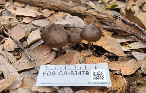  ( - FDS-CA-03479)  @11 [ ] by-nc (2024) Fresno Mycology Society Fungal Diversity Survey