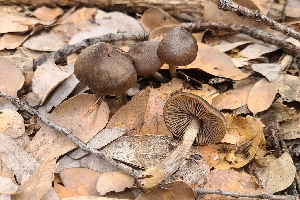  ( - FDS-CA-03479)  @11 [ ] by-nc (2024) Fresno Mycology Society Fungal Diversity Survey