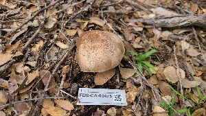  ( - FDS-CA-03475)  @11 [ ] by-nc (2024) Fresno Mycology Society Fungal Diversity Survey