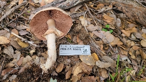  ( - FDS-CA-03475)  @11 [ ] by-nc (2024) Fresno Mycology Society Fungal Diversity Survey