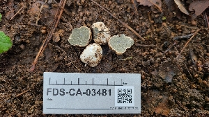  (Hysterangium sp. CA06 - FDS-CA-03481)  @11 [ ] by-nc (2024) Fresno Mycology Society Fungal Diversity Survey