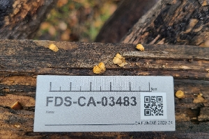  ( - FDS-CA-03483)  @11 [ ] by-nc (2024) Fresno Mycology Society Fungal Diversity Survey