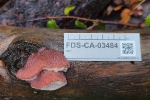  ( - FDS-CA-03484)  @11 [ ] by-nc (2024) Fresno Mycology Society Fungal Diversity Survey