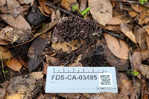  ( - FDS-CA-03485)  @11 [ ] by-nc (2024) Fresno Mycology Society Fungal Diversity Survey