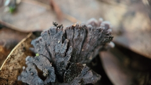  ( - FDS-CA-03485)  @11 [ ] by-nc (2024) Fresno Mycology Society Fungal Diversity Survey