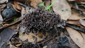  ( - FDS-CA-03485)  @11 [ ] by-nc (2024) Fresno Mycology Society Fungal Diversity Survey