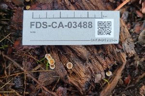  ( - FDS-CA-03488)  @11 [ ] by-nc (2024) Fresno Mycology Society Fungal Diversity Survey