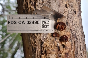  (Phaeomarasmius - FDS-CA-03490)  @11 [ ] by-nc (2024) Fresno Mycology Society Fungal Diversity Survey