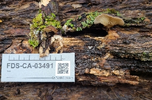  ( - FDS-CA-03491)  @11 [ ] by-nc (2024) Fresno Mycology Society Fungal Diversity Survey