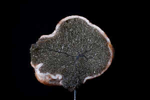 ( - FDS-CA-03481)  @11 [ ] by-nc (2024) Fresno Mycology Society Fungal Diversity Survey