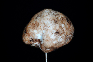  ( - FDS-CA-03481)  @11 [ ] by-nc (2024) Fresno Mycology Society Fungal Diversity Survey