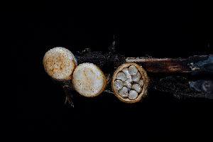  ( - FDS-CA-03483)  @11 [ ] by-nc (2024) Fresno Mycology Society Fungal Diversity Survey