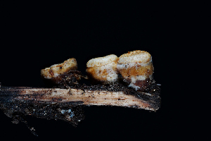  ( - FDS-CA-03483)  @11 [ ] by-nc (2024) Fresno Mycology Society Fungal Diversity Survey