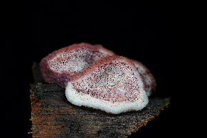  ( - FDS-CA-03484)  @11 [ ] by-nc (2024) Fresno Mycology Society Fungal Diversity Survey
