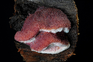  ( - FDS-CA-03484)  @11 [ ] by-nc (2024) Fresno Mycology Society Fungal Diversity Survey