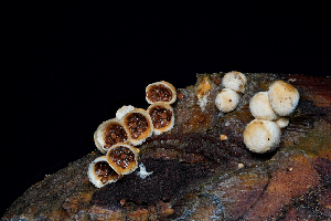  ( - FDS-CA-03488)  @11 [ ] by-nc (2024) Fresno Mycology Society Fungal Diversity Survey