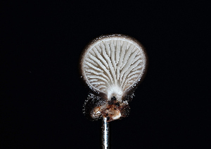  ( - FDS-CA-03491)  @11 [ ] by-nc (2024) Fresno Mycology Society Fungal Diversity Survey