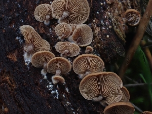  ( - HAY-F-006192)  @11 [ ] by (2023) Mandy Hackney Fungal Diversity Survey