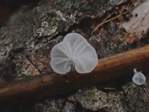  (Metacampanella sp. subdendrophora-CA01 - HAY-F-006191)  @11 [ ] by (2023) Mandy Hackney Fungal Diversity Survey
