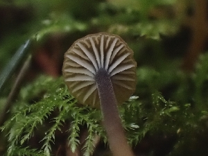  (Rickenella swartzii - HAY-F-003332)  @11 [ ] by (2023) Mandy Hackney Fungal Diversity Survey
