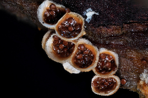  ( - FDS-CA-03488)  @11 [ ] by-nc (2024) Fresno Mycology Society Fungal Diversity Survey