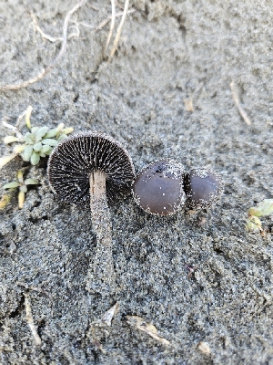  (Panaeolus - FDS-CA-02265)  @11 [ ] by (2024) Mandy Hackney Fungal Diversity Survey