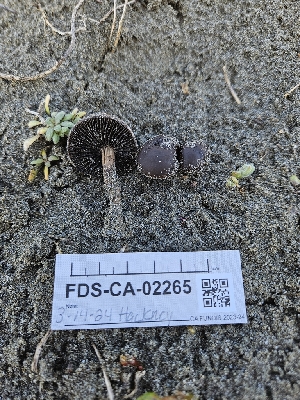  ( - FDS-CA-02265)  @11 [ ] by (2024) Mandy Hackney Fungal Diversity Survey