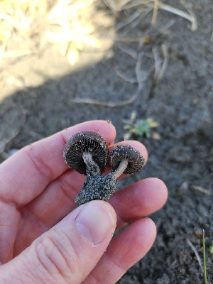  ( - FDS-CA-02265)  @11 [ ] by (2024) Mandy Hackney Fungal Diversity Survey