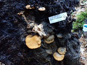  (Phyllotopsis - FDS-CA-02394)  @11 [ ] by-nc (2024) Jaren Hockert Fungal Diversity Survey