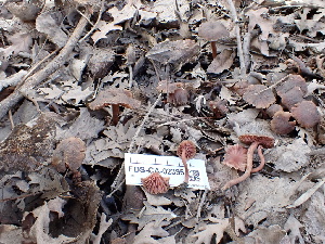  ( - FDS-CA-02395)  @11 [ ] by-nc (2024) Jaren Hockert Fungal Diversity Survey