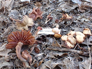  ( - FDS-CA-02395)  @11 [ ] by-nc (2024) Jaren Hockert Fungal Diversity Survey