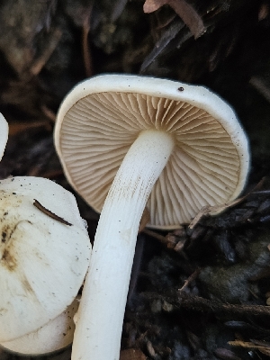  ( - FDS-CA-02263)  @11 [ ] by (2024) Mandy Hackney Fungal Diversity Survey