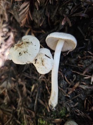  ( - FDS-CA-02263)  @11 [ ] by (2024) Mandy Hackney Fungal Diversity Survey