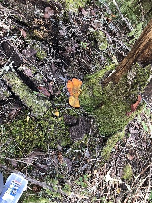  ( - FDS-CA-03271)  @11 [ ] by (2024) Justin Paulin Fungal Diversity Survey