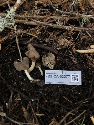  ( - FDS-CA-03277)  @11 [ ] by (2024) Justin Paulin Fungal Diversity Survey