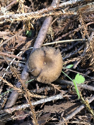  ( - FDS-CA-03280)  @11 [ ] by (2024) Justin Paulin Fungal Diversity Survey