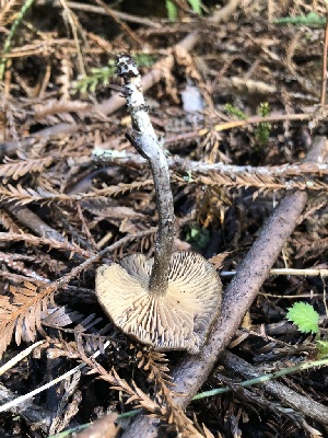  ( - FDS-CA-03280)  @11 [ ] by (2024) Justin Paulin Fungal Diversity Survey